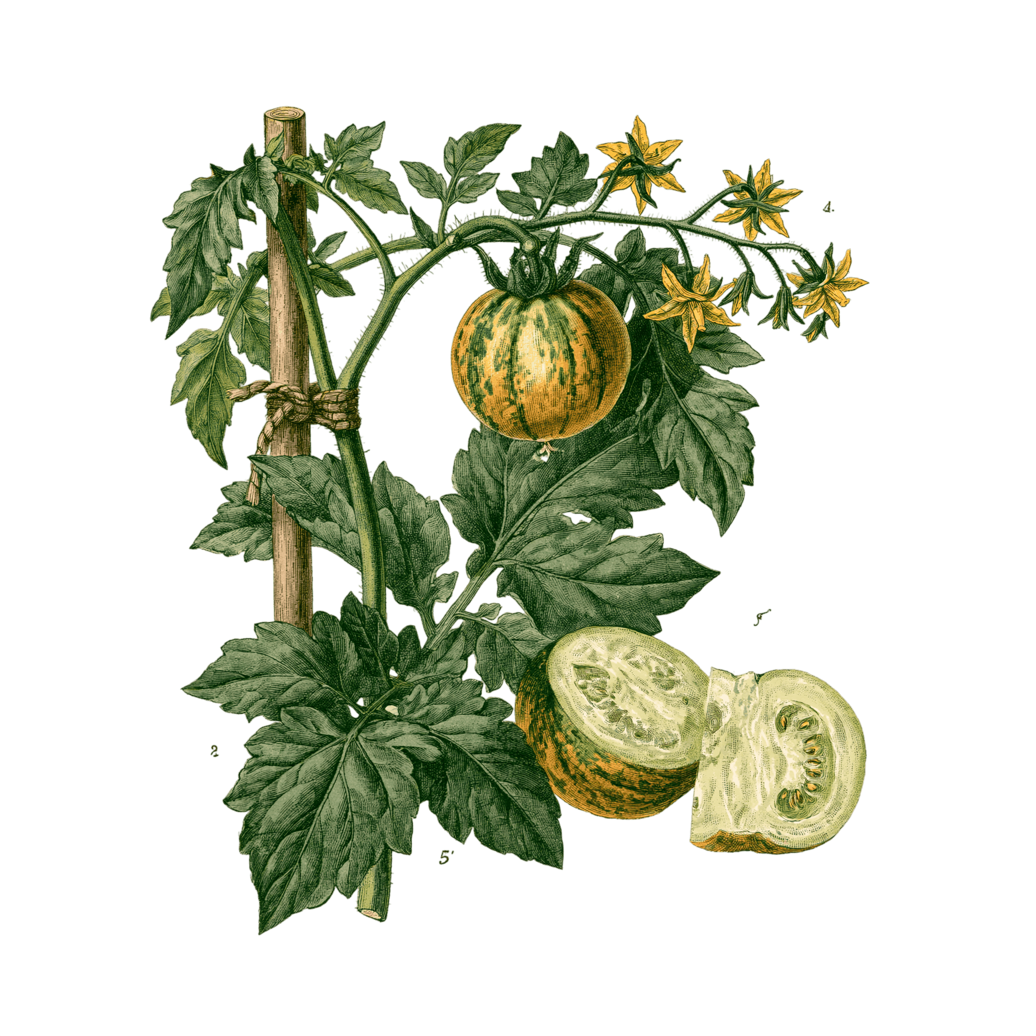 Tomate 'Green Zebra'