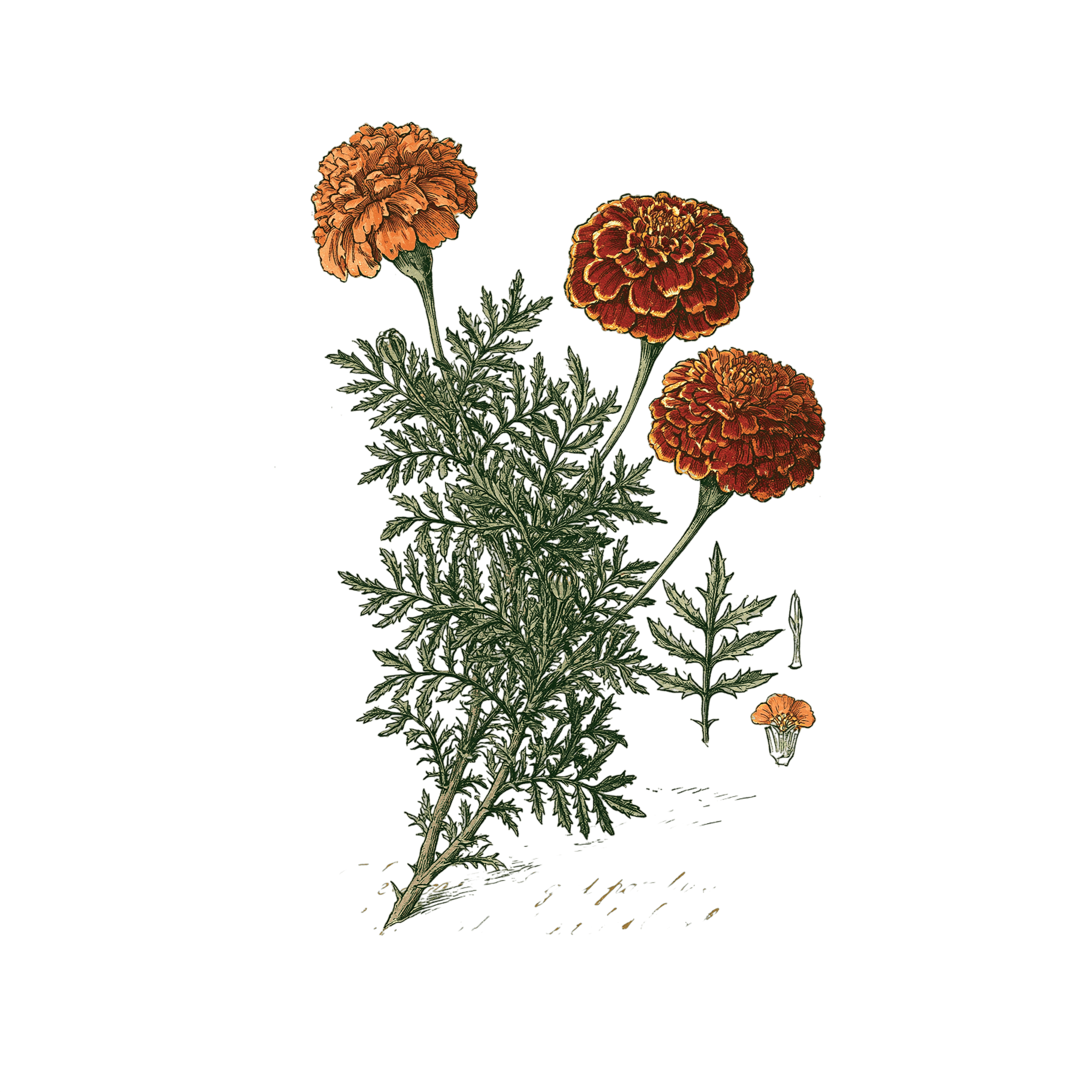 Œillet d'Inde