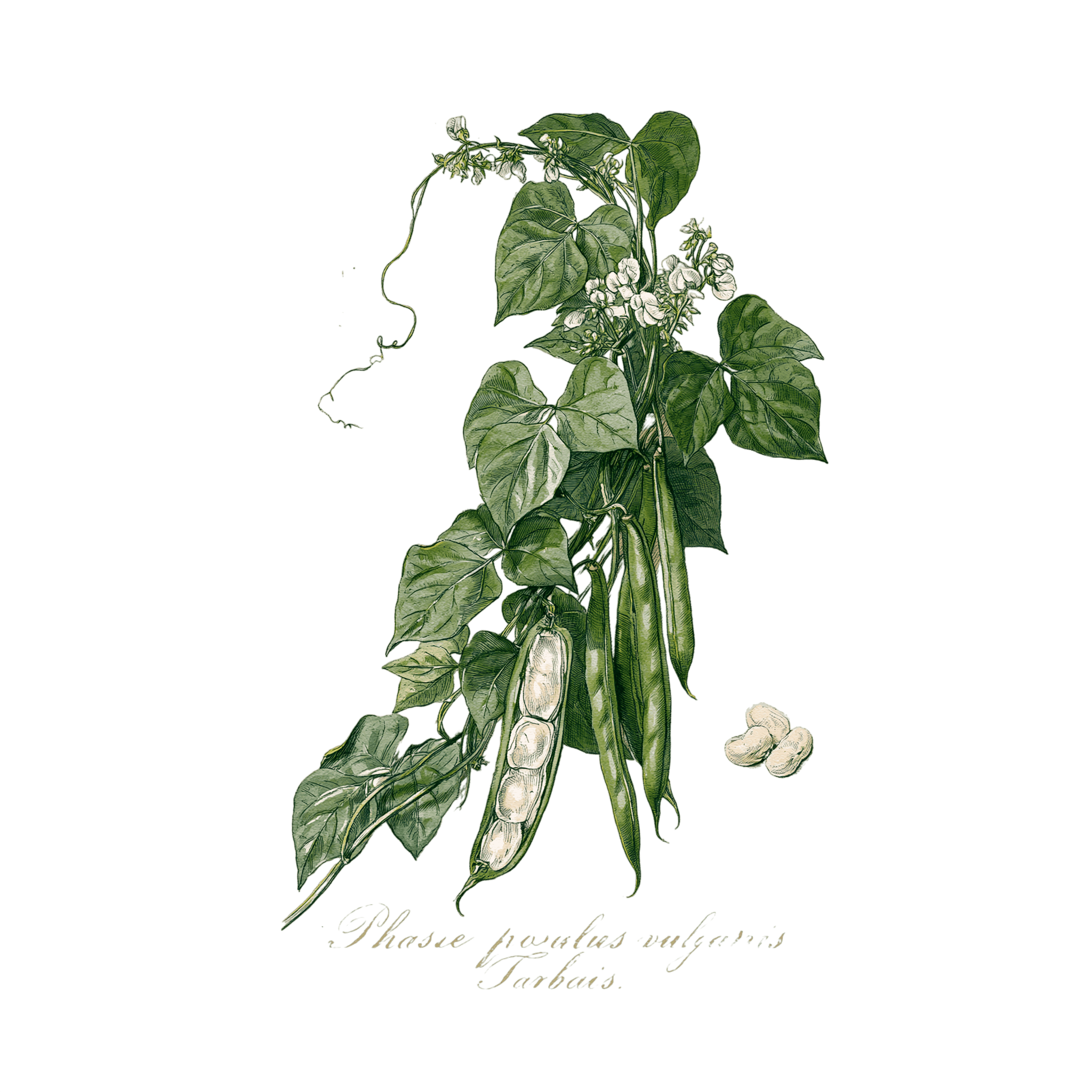 Haricot 'Tarbais'