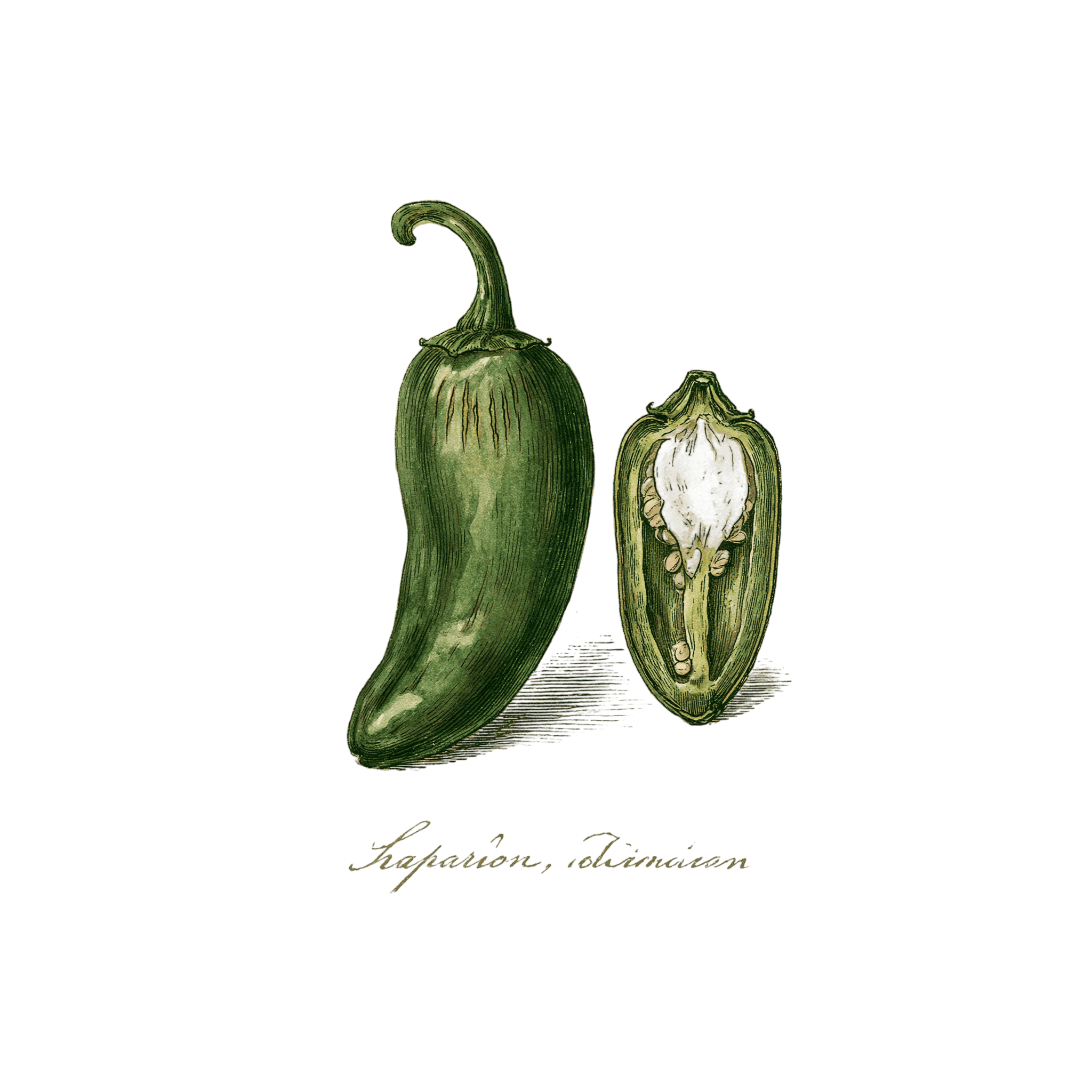 Jalapeño