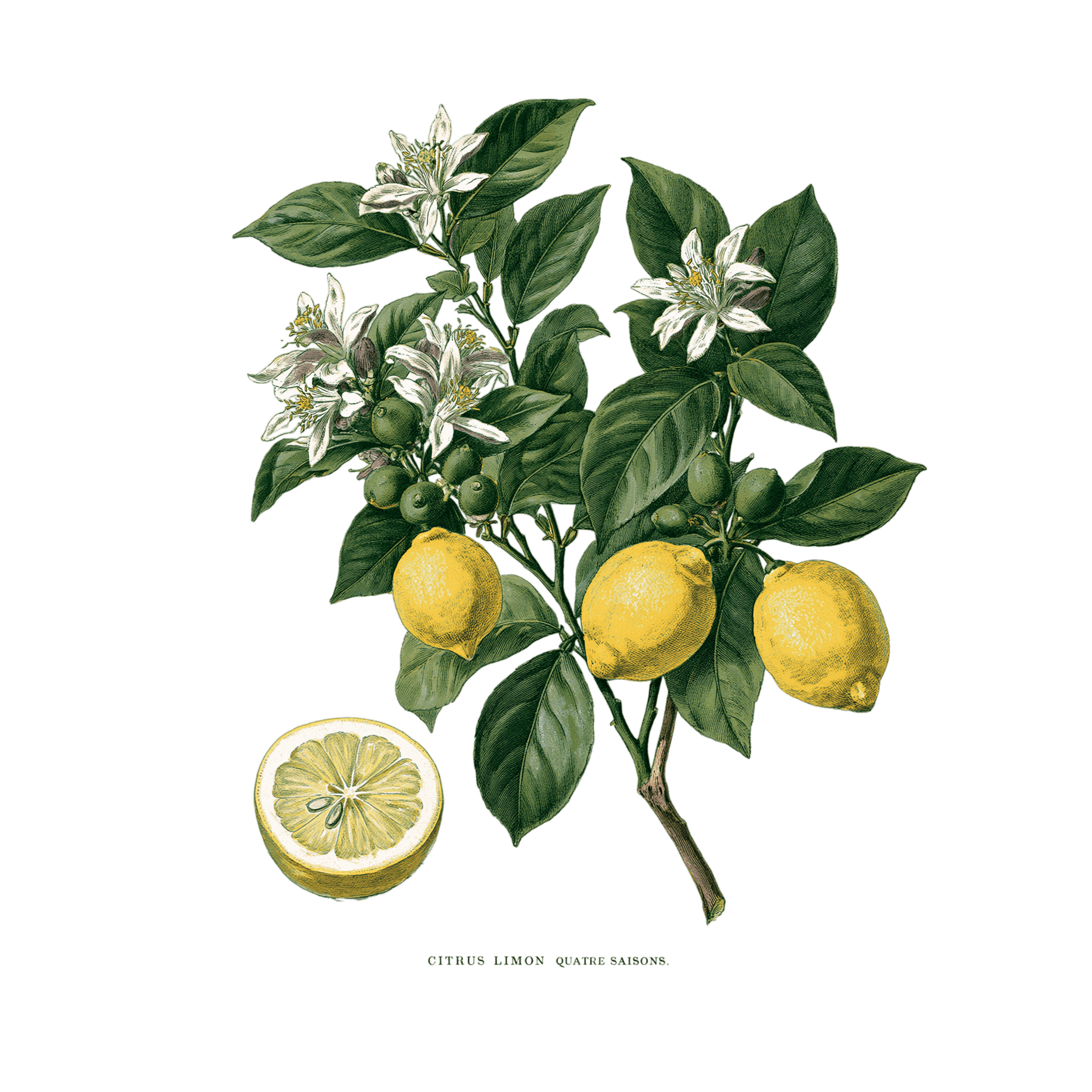 Citronnier des Quatre Saisons