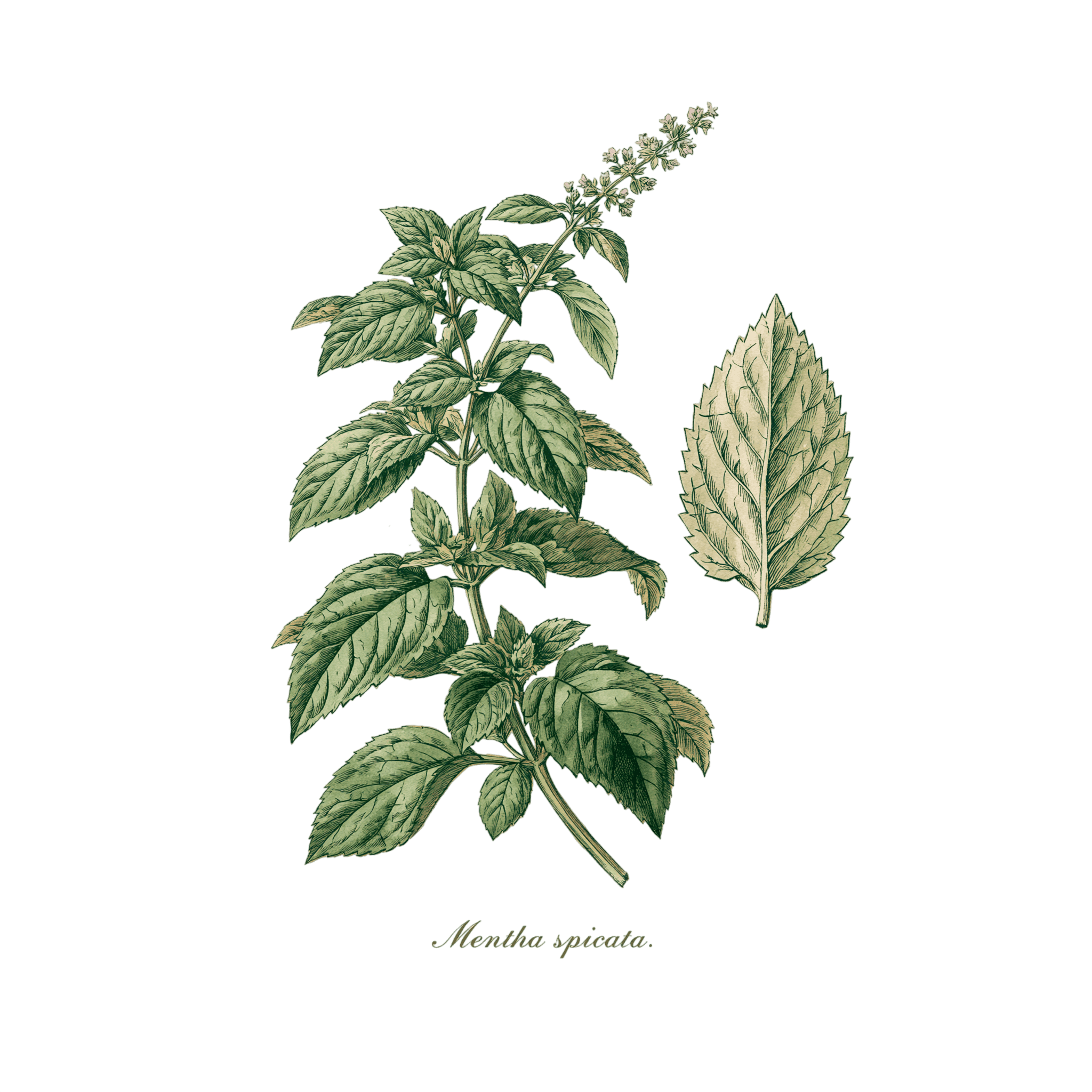 Menthe