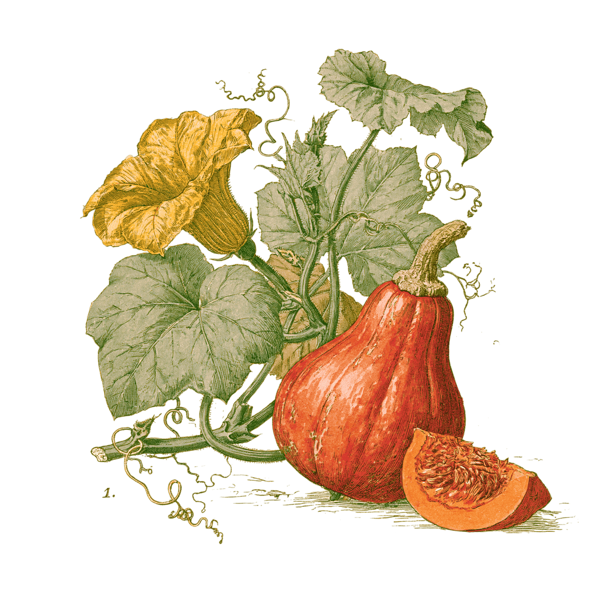 Potimarron