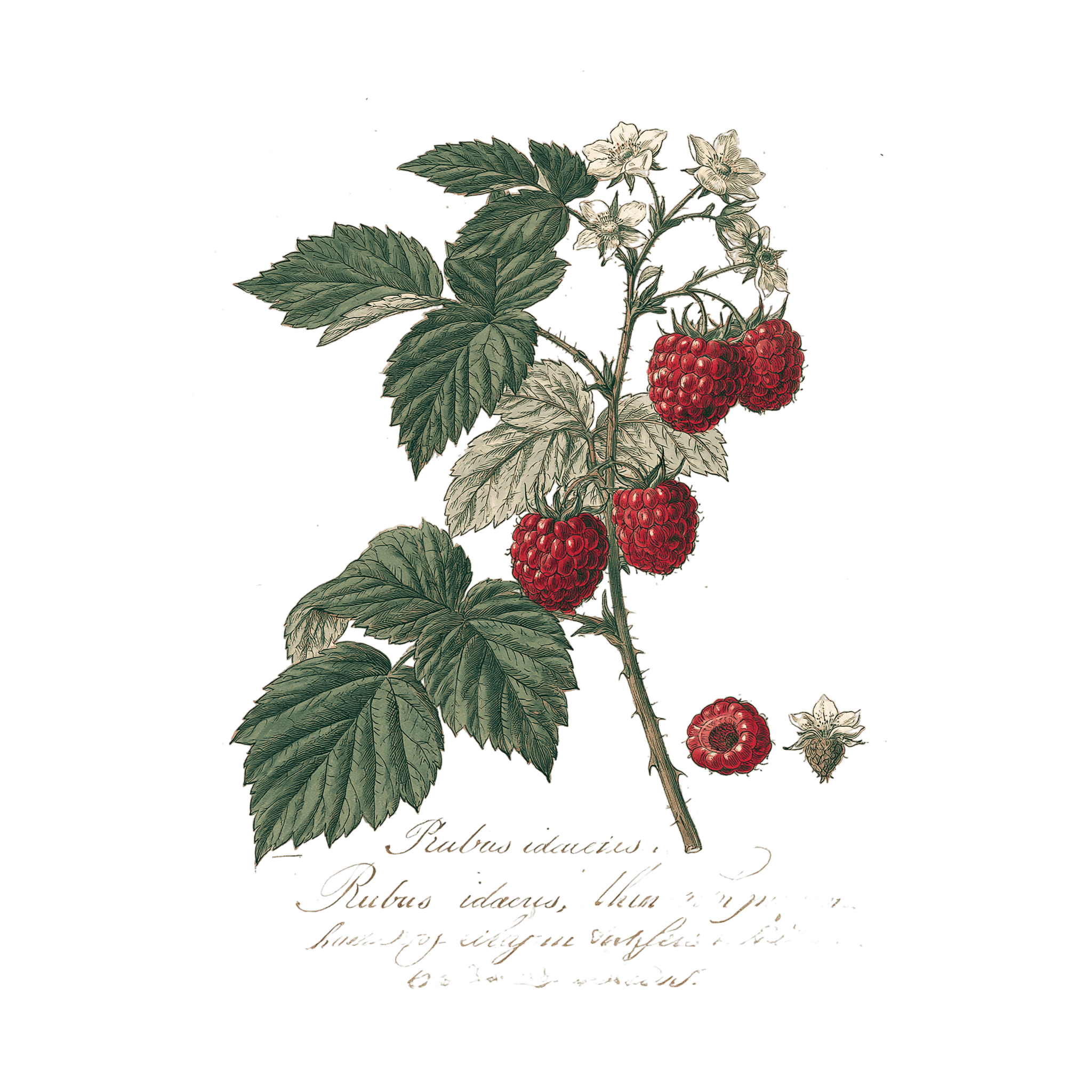 Framboise 'Heritage'