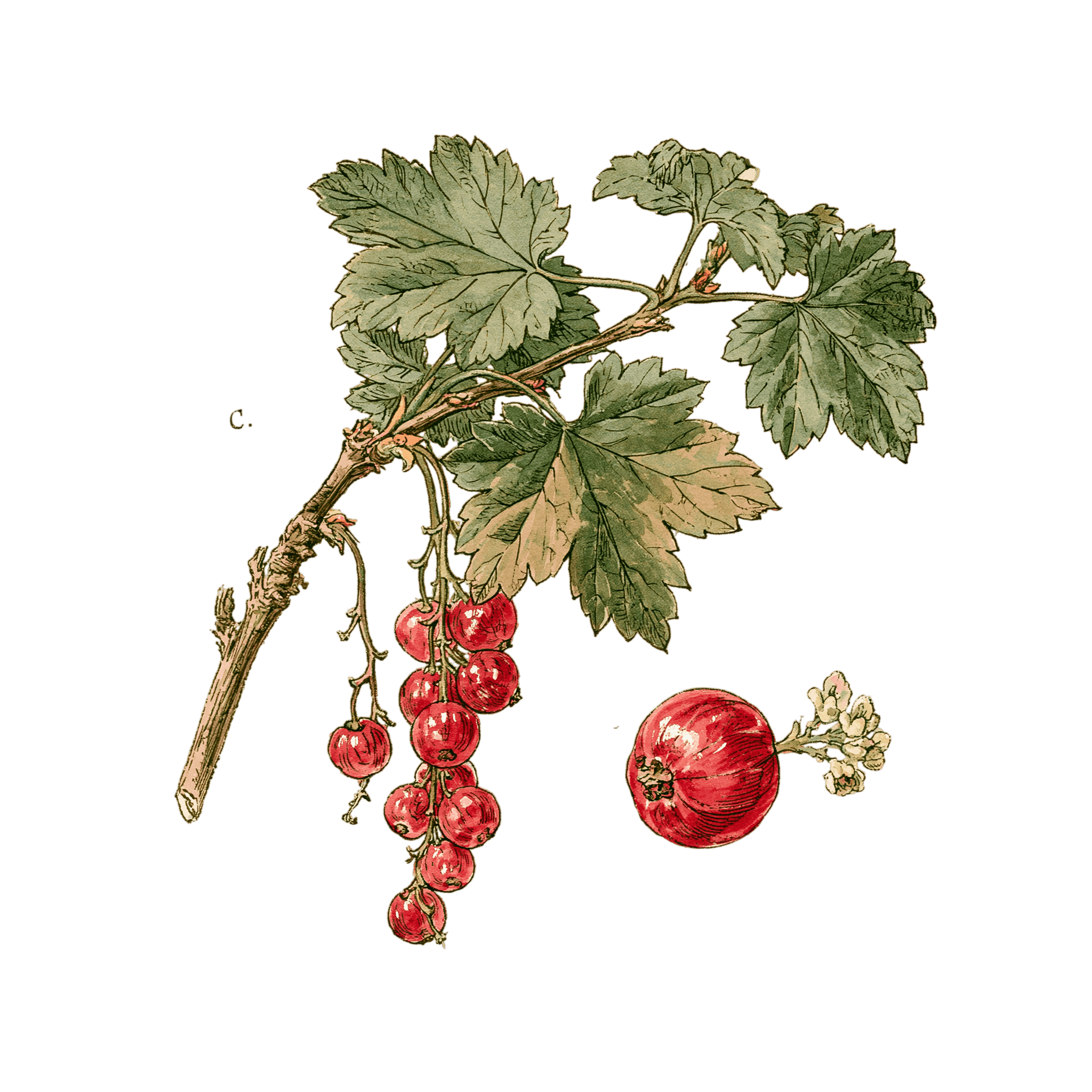 Groseille 'Versaillaise Rouge'