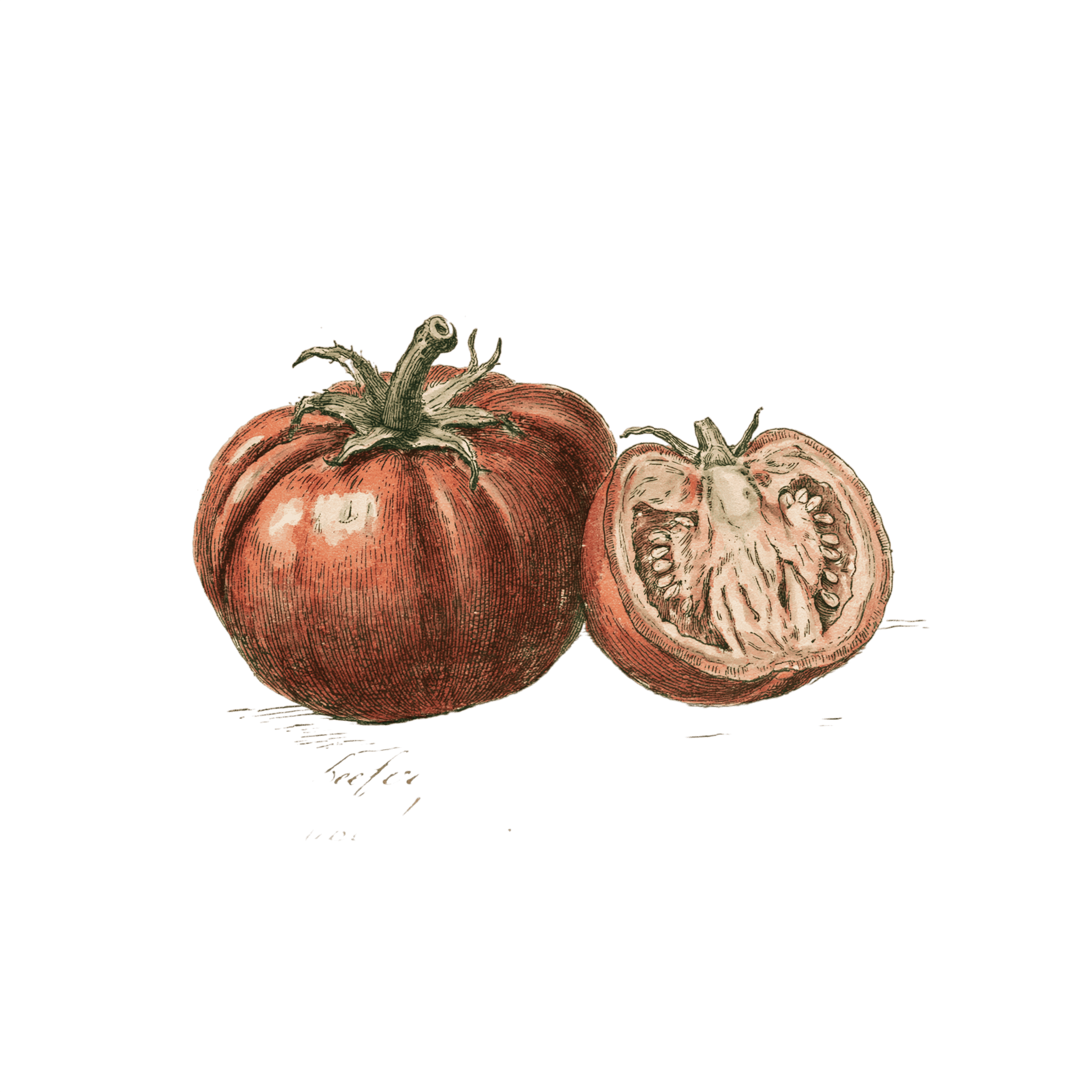 tomate cotelée