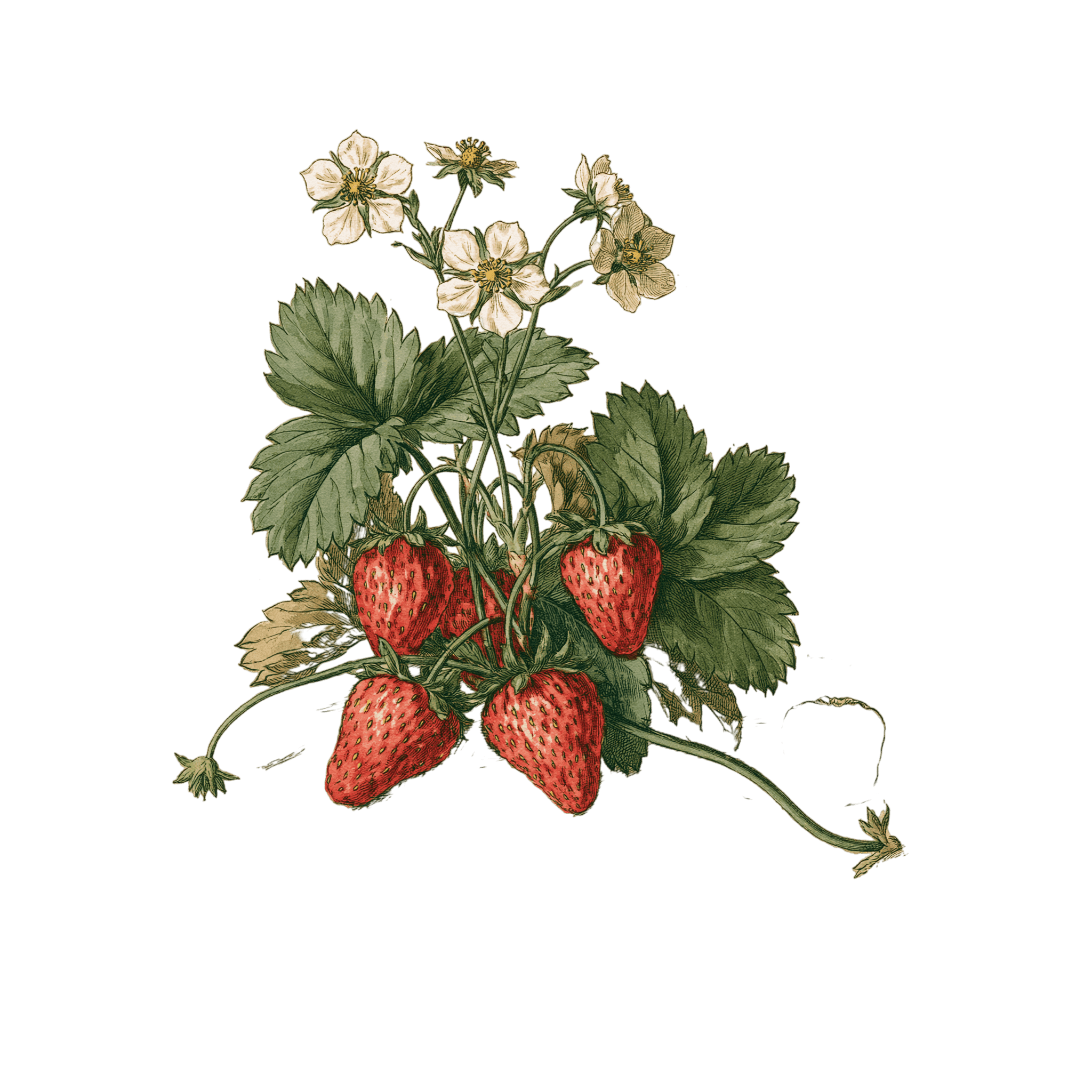 Fraise 'Mara des Bois'