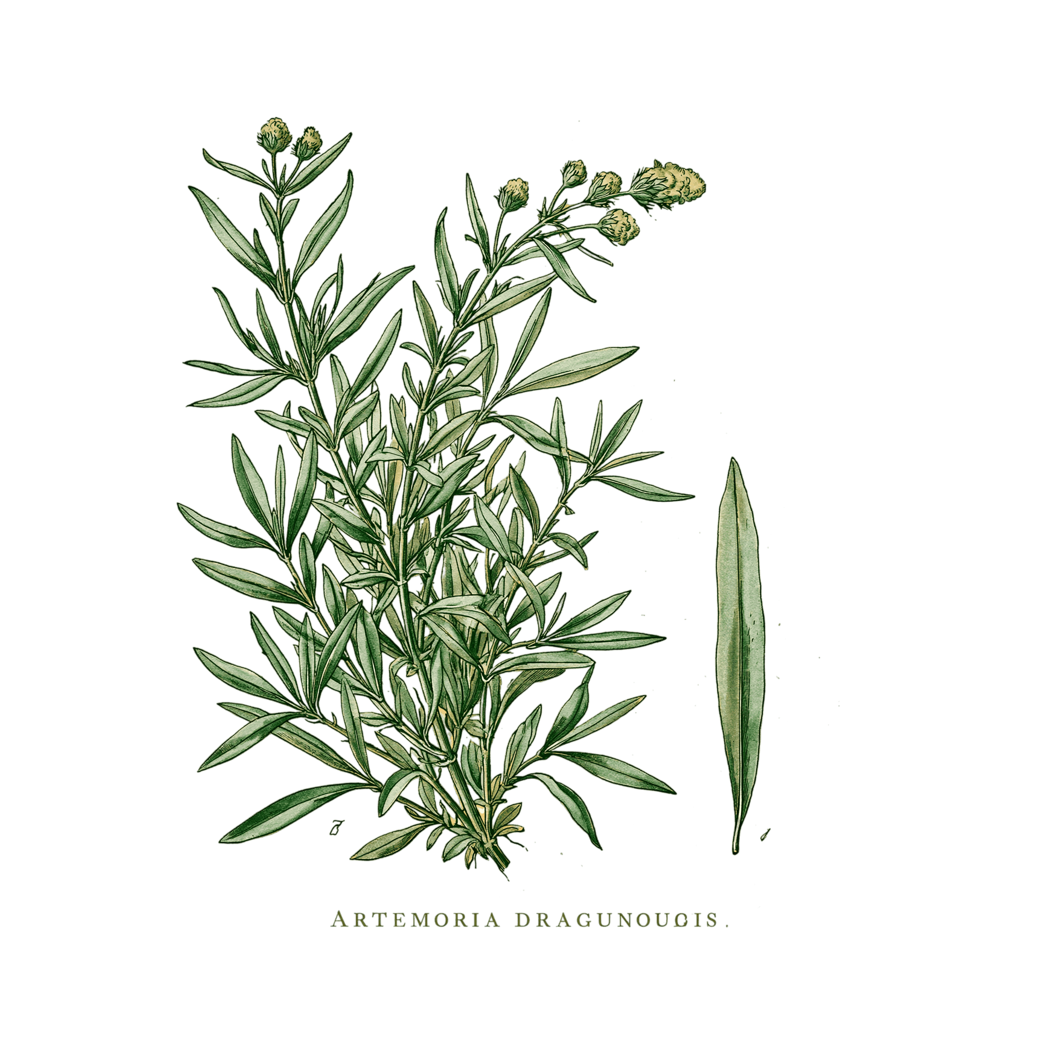 Estragon
