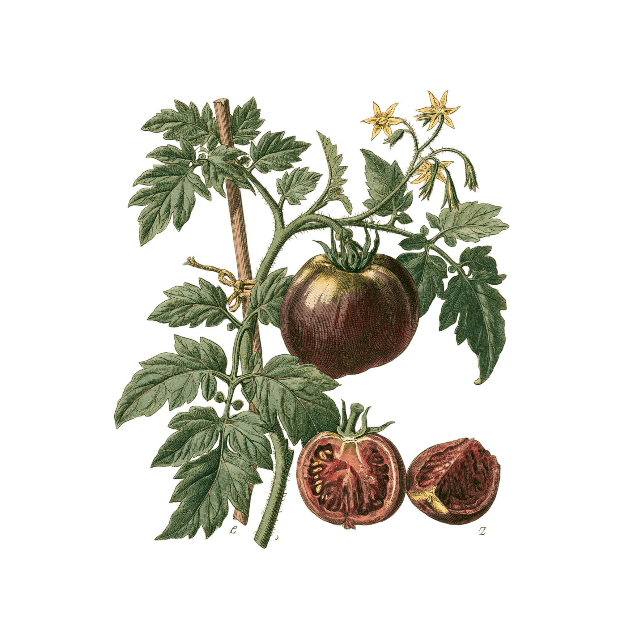 Tomate 'Noire de Crimée'